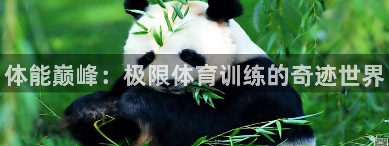 77体育app下载官网